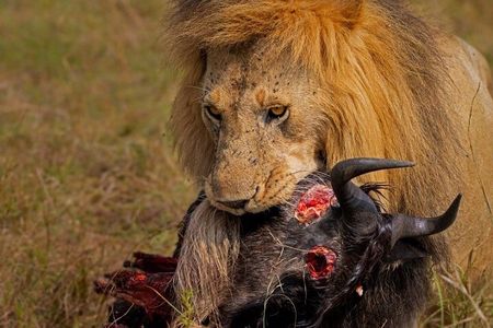 3Days Maasai Mara Migration Safari