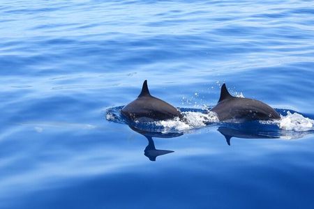 Martinique : Observation des dauphins et snorkeling