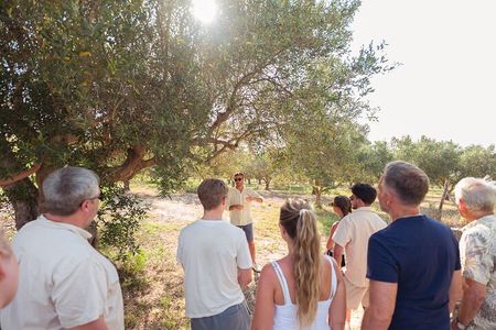 Balestrate Olive Grove Tour: Wine and Olive Oil Tasting