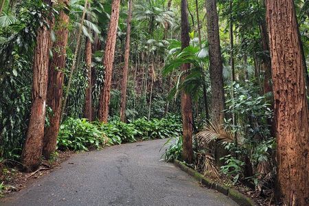 Early Morning Tour to Christ Statue and Rio Rainforest 