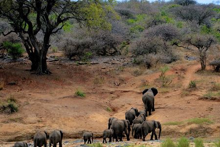Chobe National Park Day Trip: Game Drives and River Cruise