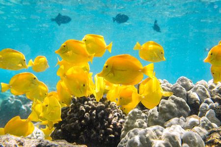 Small-Group Snorkel at Kealakekua Bay in Captain Cook, Big Island