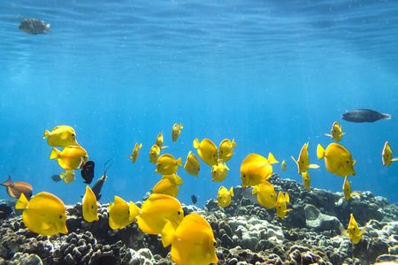 Kealakekua Bay and Captain Cook Monument Snorkel - Small-Group Experience