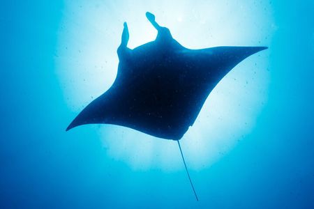 Manta Mania - Manta Ray Night Snorkel - Small-Group Experience In Kona, Hawaii
