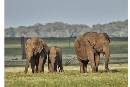 Minneriya National Park half day Private Safari with Expert Guide
