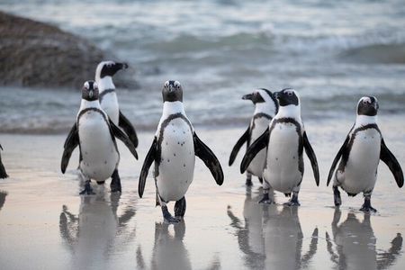 Private Cape Peninsula & Boulders Beach Penguin Tour Cape Town