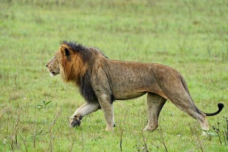 One Day Akagera National Park Big Five Safari