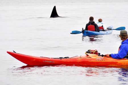 Wildlife Spotting Kayak Adventure on Orcas Island