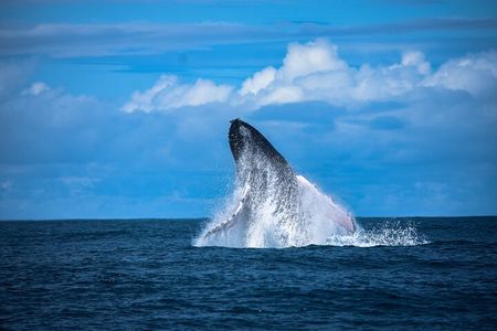 Experience a Private Whale Watching Tour in Uvita from San José