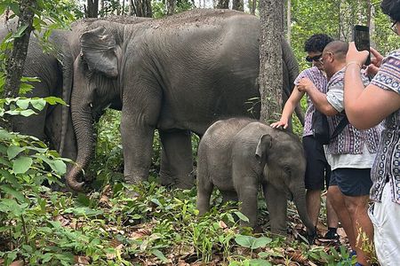 Chiang Mai 1 Day: Elephant Sanctuary, Waterfall & Bamboo Rafting