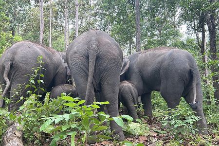 ChiangMai 1DayTour:Elephant Sanctuary,king&queen pagoda,waterfall