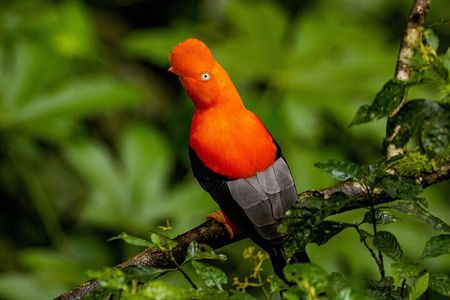 Adventure Manu National Park 4 Days in Cuzco