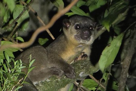 Monteverde Tropical Forest night tour