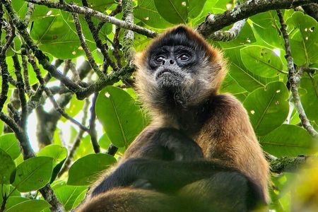 Monteverde Cloud Forest small group tour