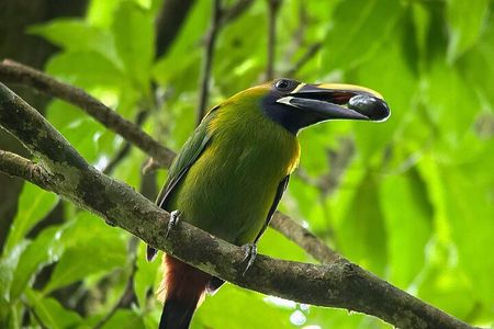 Explore the Cloud Forest with Guide + HD Scope + Binoculars