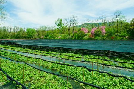 Matsumoto Everything Tour: Castle, Miso, Wasabi, Wine & Ukiyo-e