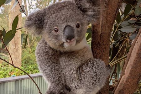 Koala & Kangaroos Experience, Waterfalls and Scenic Train Journey