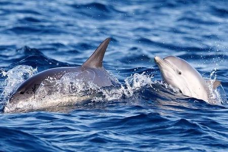 Oman's Coastal Magic Dolphin Watching Tour in Muscat