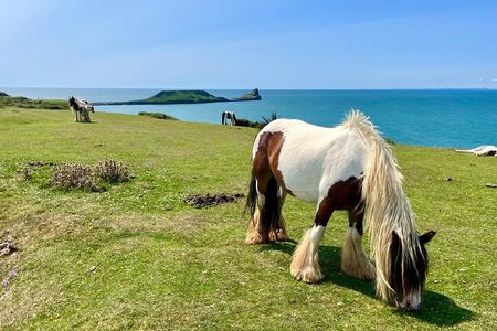 Cardiff: Gower Peninsula's Cliffs & Bays Scenic Day Tour