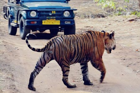 2 Days Ranthambore Wildlife Private Tour from Jaipur 