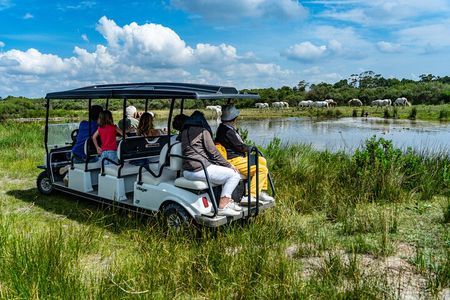 Camargue Electric Car Safari in a Nature Reserve
