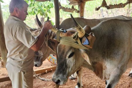 Blue zone Immersion Farm Tour in Nicoya Peninsula