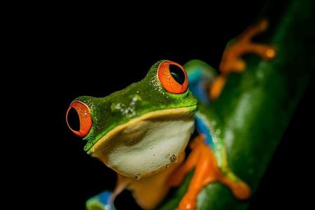 La Fortuna Night Tour 2hrs Private Rainforest Reserve