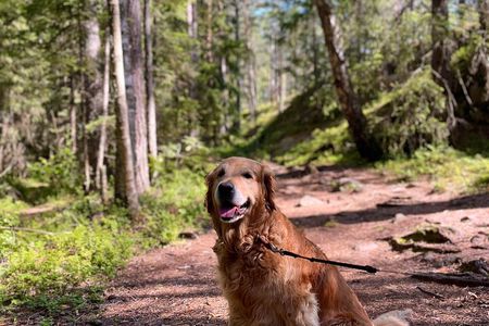 Oslo: Panoramic Fjord Hike Lead by a Local Guide and Dog