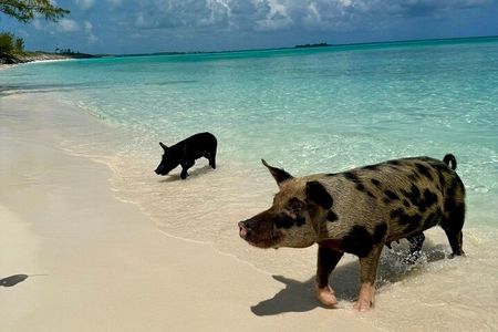 Fast Track Swimming Pigs Encounter
