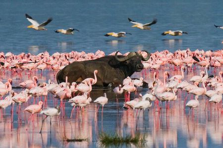4 Day Maasai Mara and Lake Nakuru Adventure Safari from Nairobi
