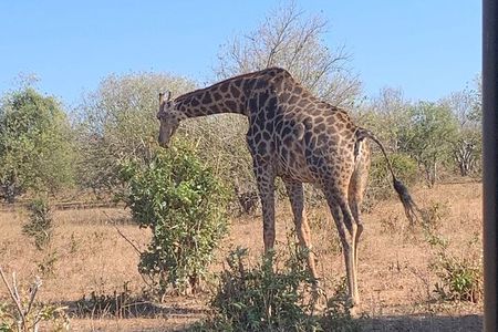 Rhino Game Drive in Mosi-oa-Tunya National Park