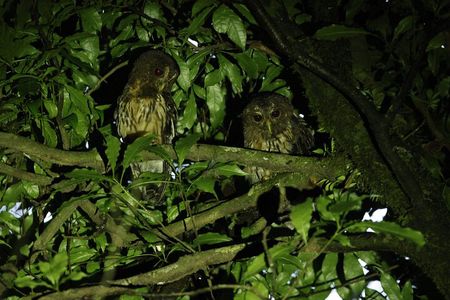Monteverde Night Tour: Santa Elena Downtown Guided Walk