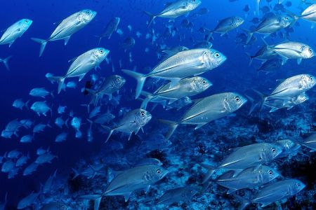 Diving Exploration around the Pass of Belle Mare Mauritius