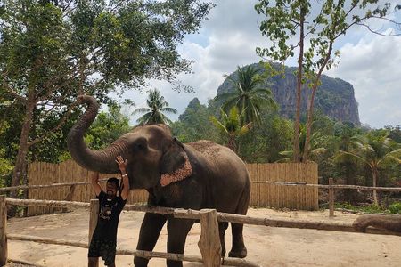 Experience Krabi Elephant care and bath in Ao Nang