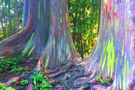 Kona Cloud Forest and Coffee Tour with Sea Turtle Beach Visit