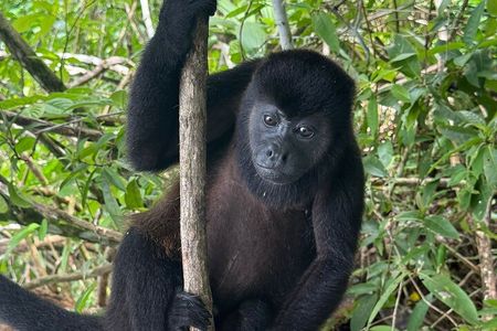 Panama Canal: Gatun Lake Wildlife Boat Tour