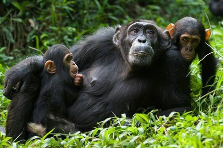 3 Day Nyungwe Canopy Walk or Waterfall, King's Palace & Lake Kivu