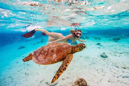 Swim With The Turtles Rarotonga