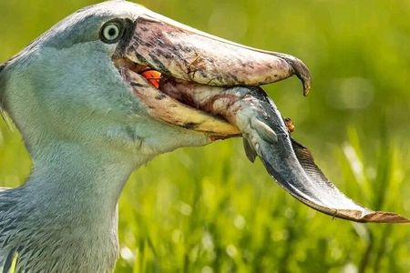 Shoebill Stork and Birdwatching Tour at Mabamba swamp 
