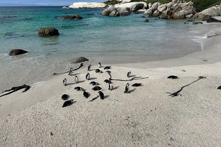 Penguins and Cape of Good Hope Private Tour Entrance fee Included