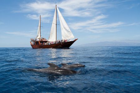 Respectful Whale Watching on a Wooden Boat and Swim