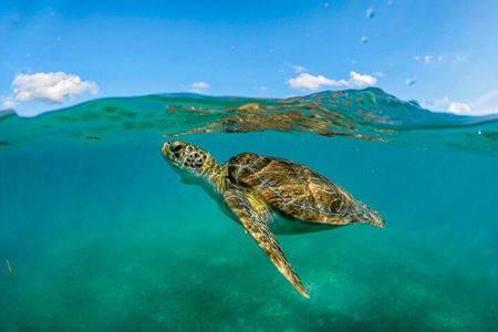 "Private Snorkeling with Turtles EN Akumal + Photos Included"