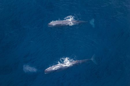 Air Whale Watching in Kaikoura