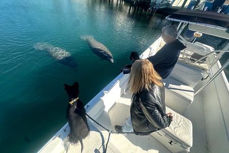 Manatee and Wildlife Boat Tour