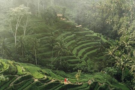 Beauty of Ubud, Rice Terrace, Temple, Monkey Forest, Waterfall