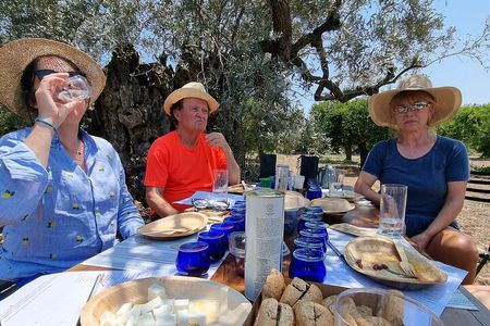 SYSTASIS Olive Oil Tasting Experience in Ermioni Greece