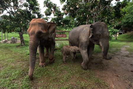Elephant care program at Chiangmai Elephant Care