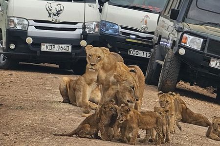 Nairobi National Park –A Safari Adventure at the Edge of the City