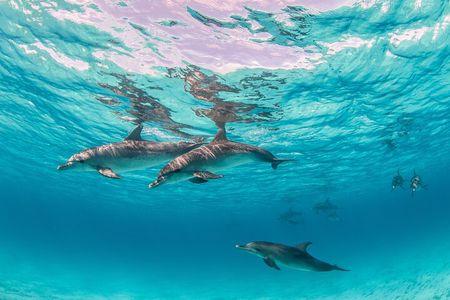 Dolphin Watching & Snorkeling Half Day Private Charter Costa Rica