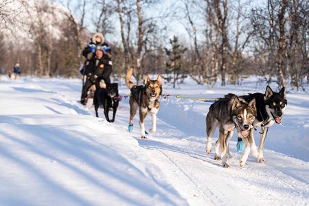 Fun & Easy Dog Sledding Adventure - Early Bird Tour